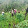 Ketika Perempuan Petani di Kalbar Andalkan Gotong Royong untuk RIngankan Pekerjaan Keluarga...