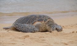 Mikroplastik Ancam Populasi Penyu Hijau di Pulau Terpencil