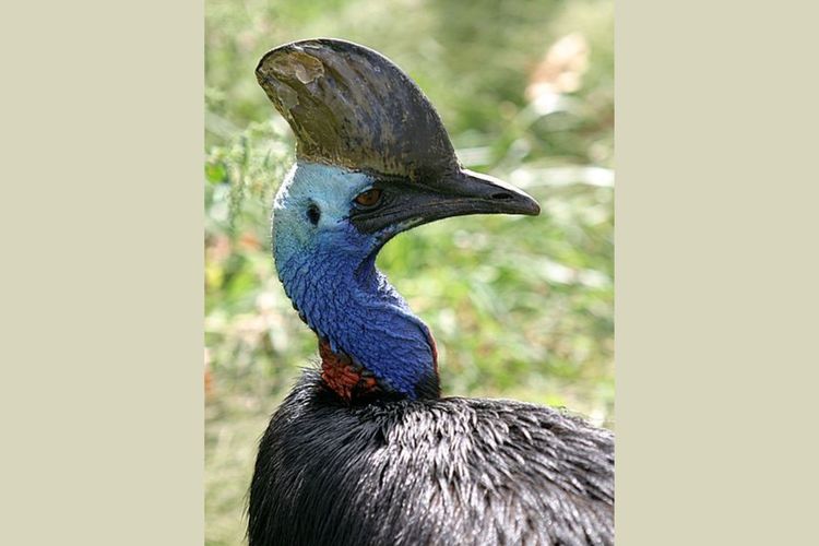 Kasuari gelambir ganda adalah salah satu contoh hewan aves.