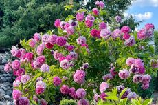 7 Bunga Pembawa Keberuntungan yang Mempercantik Halaman Rumah