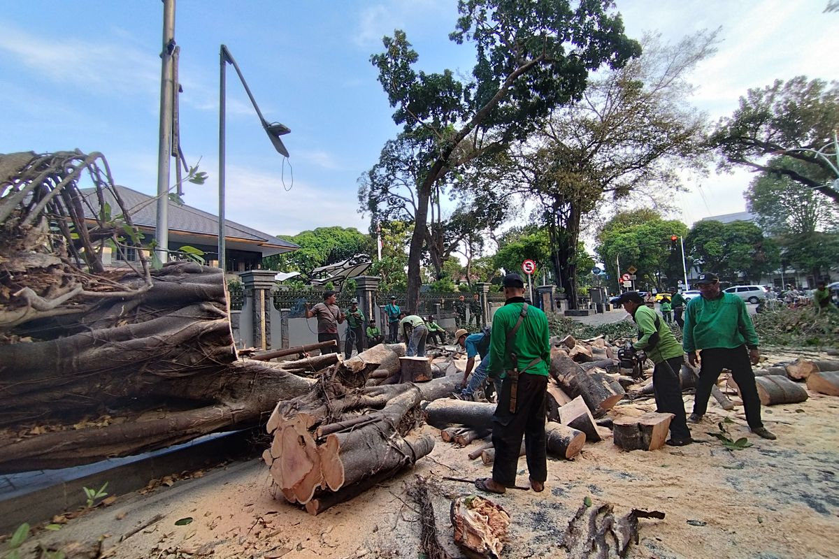 Pohon tumbang mengadang Jalan Taman Suropati arah Jalan Diponegoro, Menteng, Jakarta Pusat, Selasa (17/10/2023). (KOMPAS.com/XENA OLIVIA)