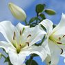 Mengenal Bunga Easter Lily, dari Sejarah, Jenis, hingga Waktu Mekar