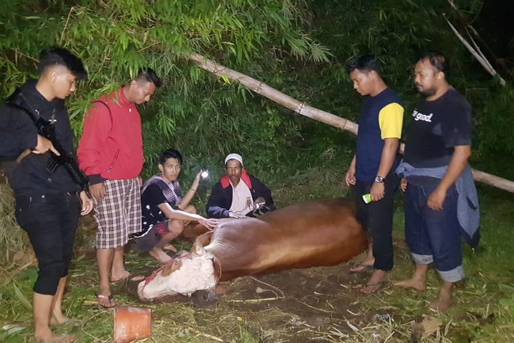 Sapi milik Sutikno ditemukan di sebuah ladang di Kabupaten Lumajang.