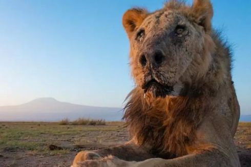 Berusia 19 Tahun, Singa Tertua di Dunia Mati Ditombak Penggembala