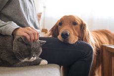 Berapa Suhu Ruangan yang Ideal untuk Anjing dan Kucing?