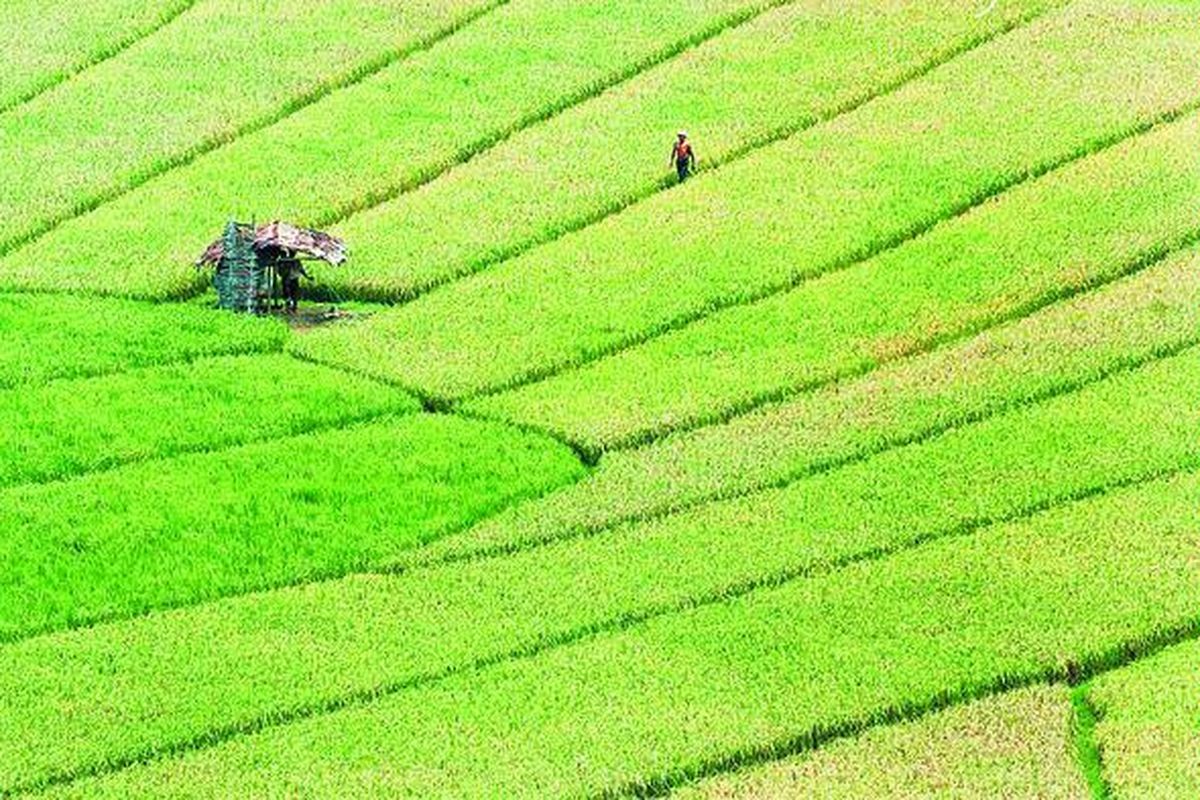 Seorang petani sedang menjaga tanaman padinya yang mulai menguning dari serangan burung di Lembah Kreo, Gunungpati, Semarang, Jawa Tengah, awal April 2008.  