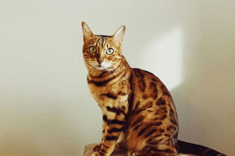 Kucing Bengal, salah satu ras kucing yang mudah dilatih.