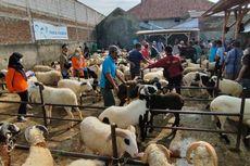 Jelang Idul Adha, Harga Kambing Kurban di Kuningan Terus Naik