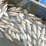 Diserang Virus KHV, 15 Ton Ikan Mas di Waduk PLTA Koto Panjang Riau Mati Setiap Hari