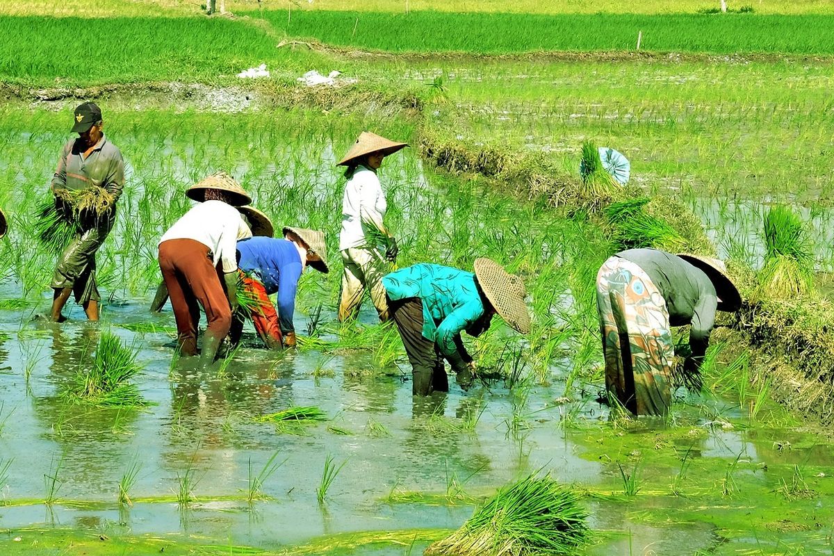 Ilustrasi pertanian, petani.