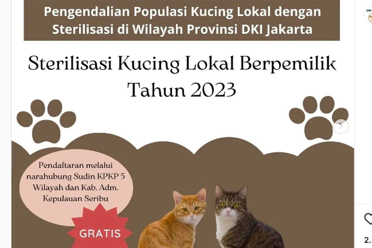 Jadwal sterilisasi kucing gratis DKI Jakarta