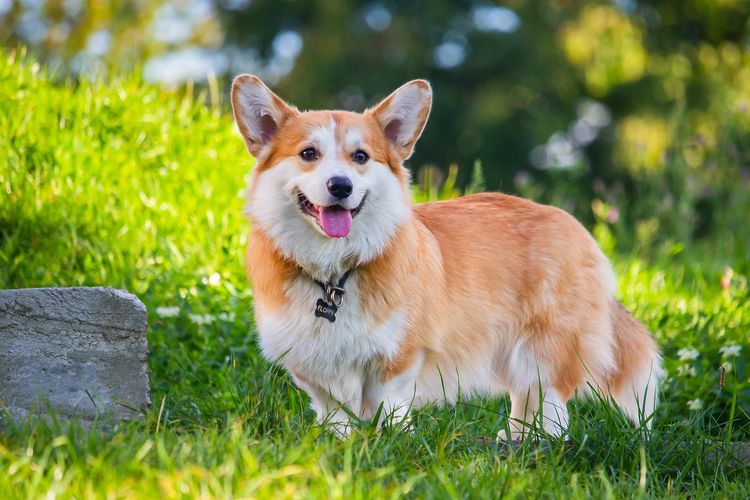 Ilustrasi ras anjing Pembroke Welsh Corgi. 