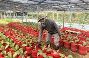 Dari Kebun di Tengah Permukiman Kembangan Jakbar, Sayur dan Ikan Murah Menghidupi Warga