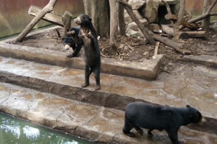 Beruang madu di Kebun Binatang Bandung saat meminta makanan dengan pose berdiri.
