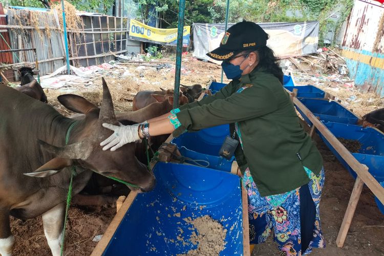 Dalam rangka mencegah penularan penyakit mulut dan kuku (PMK) Sudin KPKP Jakarta Pusat melakukan sidak terhadap pedagang hewan kurban di Gunung Sahari Utara, Sawah Besar, Jakarta Pusat, Rabu (22/6/2022).