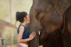 Nekat Ingin Mencium Gajah, Pemuda Ini Malah Babak Belur
