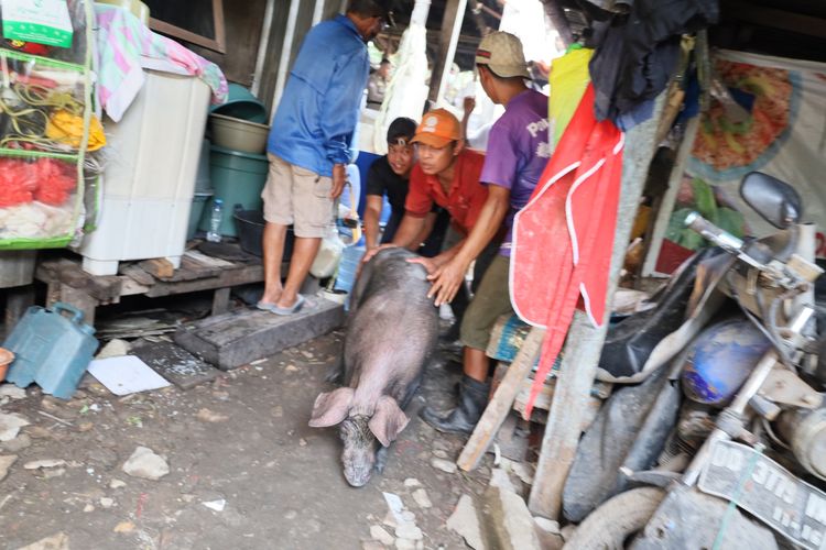 Melanggar Perda, Peternakan Babi di Kawasan Permukiman Ditertibkan Pemkot Makassar