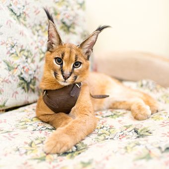Ilustrasi kucing Caracal muda.