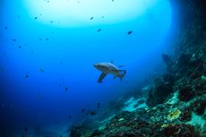 Mesir Tutup Pantai di Laut Merah Setelah Serangan Hiu Mematikan Beturut-turut