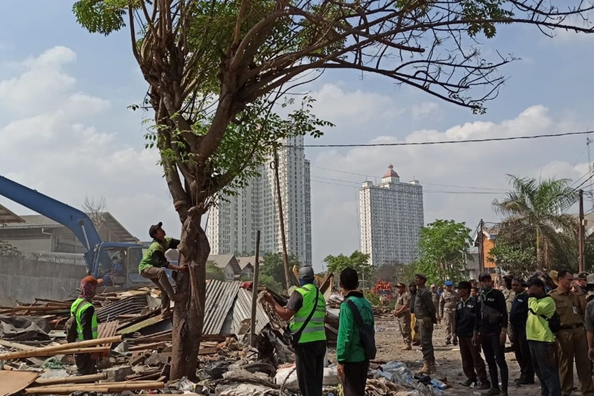 penebangan pohon kering untuk menanam tabebuya di lokasi penggusuran Jalan Agung Perkasa VIII, Sunter Agung, Jakarta Utara