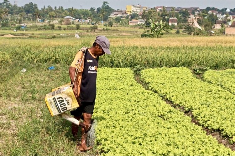 Kemarau Panjang Paksa Petani Lampung Selatan Tinggalkan Padi, Beralih ke Sayuran
