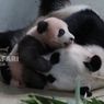 Lucunya Rio Si Bayi Panda yang Diberi Nama oleh Prabowo, Kini Mulai Berjalan