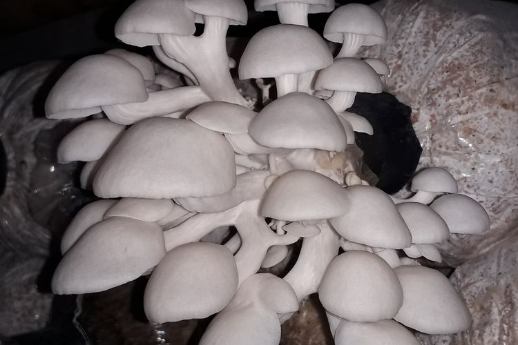 Ilustrasi jamur tiram, ilustrasi baglog.