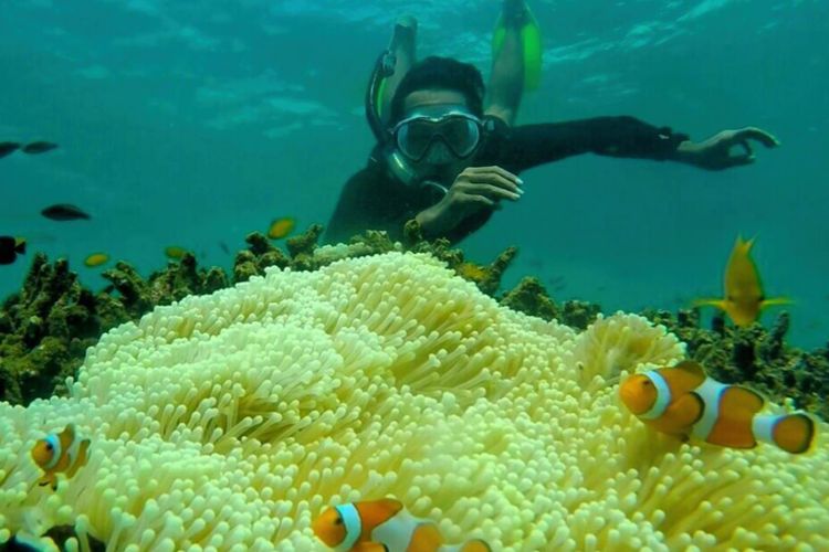 Bangsring Underwater, Banyuwangi DOK. Majestic Banyuwangi