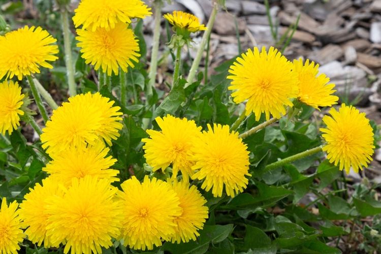 Ilustrasi bunga dandelion.