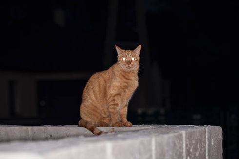 Mengapa Mata Kucing Menyala dalam Gelap? Berikut Penjelasannya