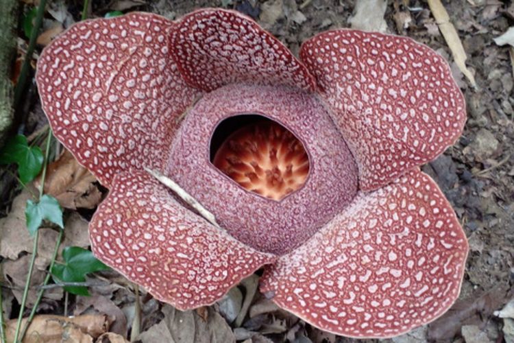 Bunga Rafflesia Zollingeriana di Lingkungan Papring, Kelurahan/Kecamatan Kalipuro, Kabupaten Banyuwangi, Jawa Timur,  Oktober 2021. Dok Tim Prodi Biologi Uniba