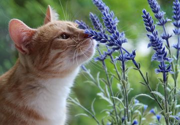 Apakah Tanaman Lavender Beracun bagi Anjing dan Kucing?