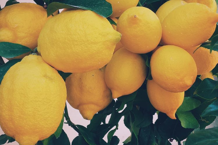 Ilustrasi tanaman lemon, pohon lemon, buah lemon. 