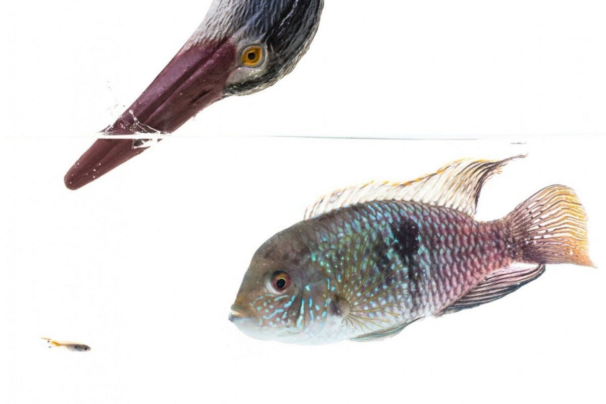 Ilustrasi dari eksperimen Tom Houslay di University of Exeter. Seekor ikan guppy (kiri bawah) secara reguler diteror dengan heron palsu dan ikan cichlid hidup.