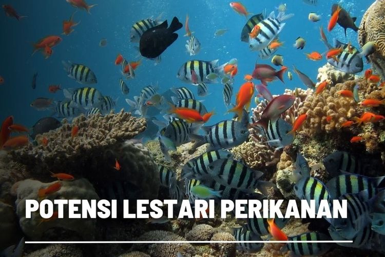 Potensi Lestari Sumber Daya Laut