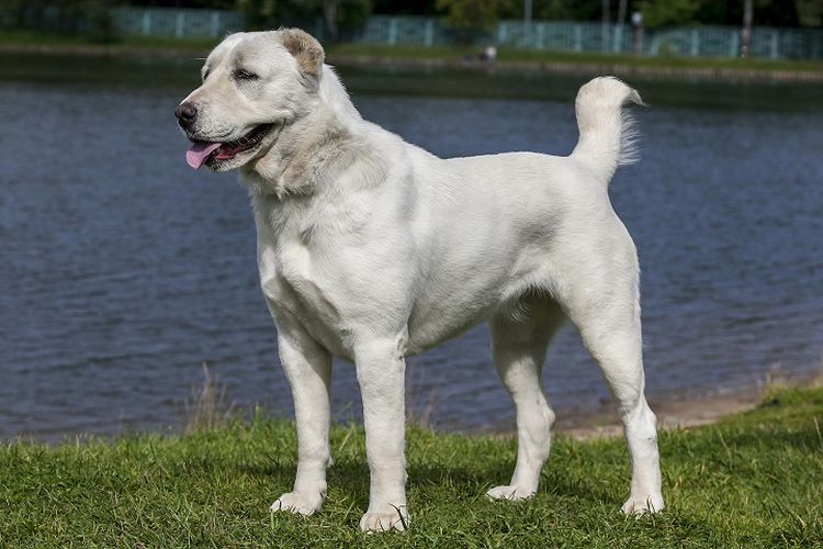 Ilustrasi anjing - Anjing ras Central Asian Shepherd.