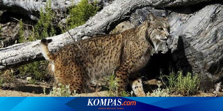 Kucing Liar Paling Langka Quot Dikebiri Quot Agar Lestari