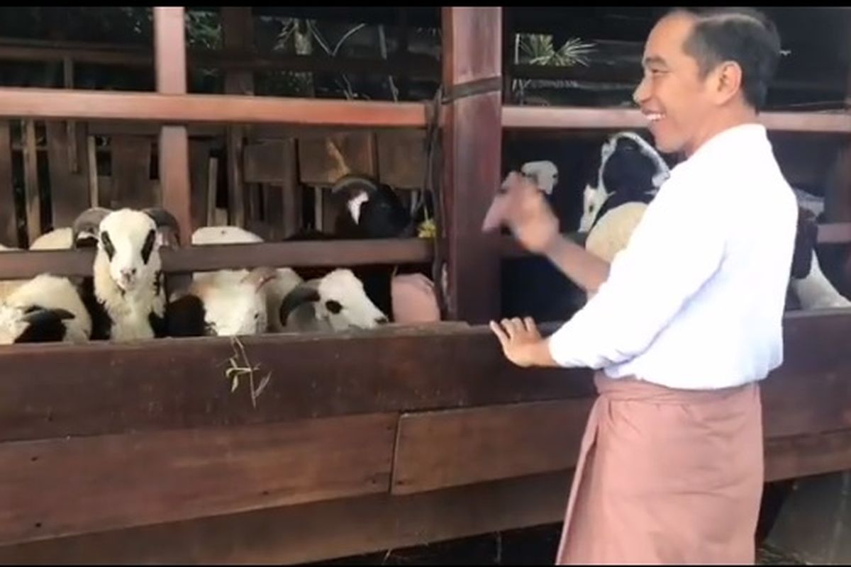 Jokowi angon domba di Istana Bogor