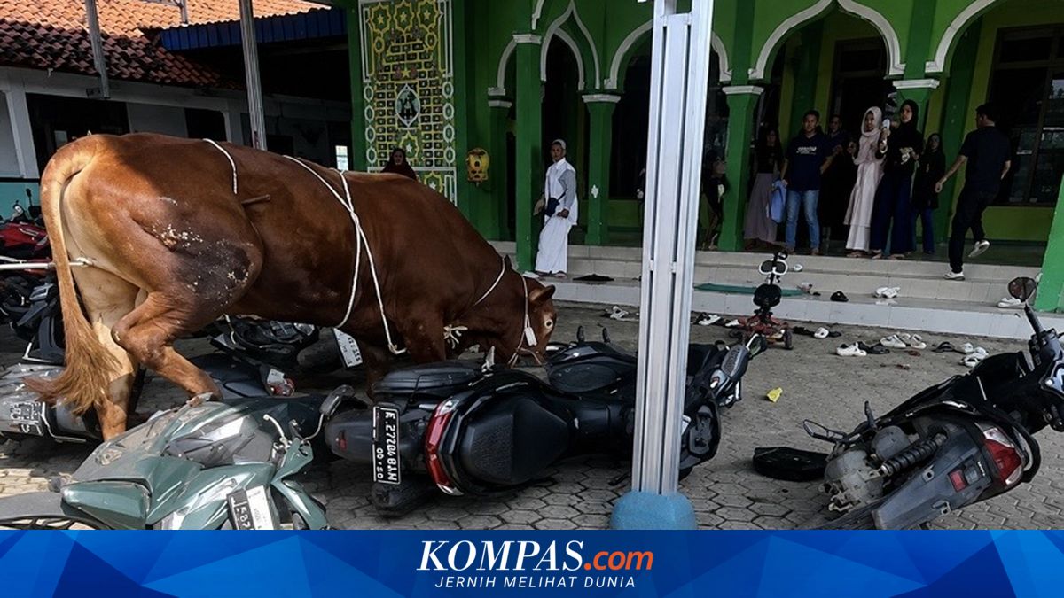 Sapi Kurban di Kroya Indramayu Mengamuk hingga Seruduk Beberapa Sepeda ...