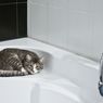 7 Alasan Kucing Senang Berada di Kamar Mandi