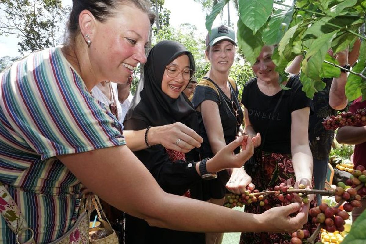 Bupati Banyuwangi Ipuk Fiestiandani bersama wisatawan mancanegara memetik kopi dalam acara Festival Kopi Kalibaru, di Kecamatan Kalibaru, Kabupaten Banyuwangi, Jawa Timur. 