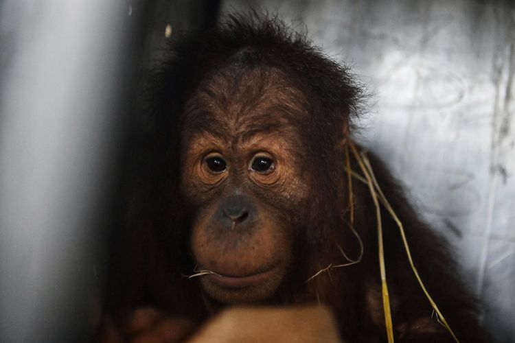 Orangutan Sumatera korban penyelundupan di Thailand hendak dipulangkan kembali ke Indonesia, di Bandara Suvarnabhumi, Bangkok, Thailand, Kamis (17/12/2020). Kedua orangutan bernama Ung Aing dan Natalee yang berusia 4 tahun itu merupakan korban penyelundupan para pemburu liar yang mencoba menyelundupkannya lewat Malaysia pada Juni 2017 lalu.