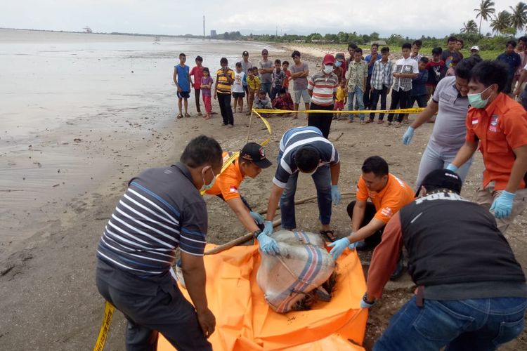 Mayat terbungkus karung ditemukan di pinggir pantai Karibea, Kecamatan Pagelaran, Kabupaten Pandeglang, Banten, Minggu (7/4/2019). 