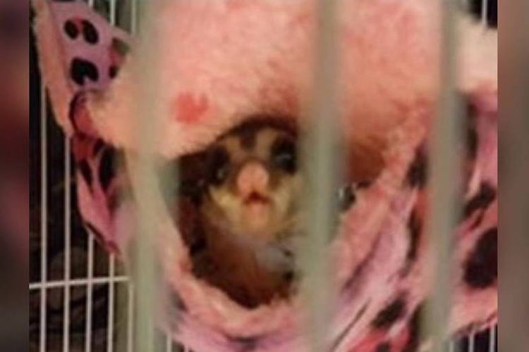 Sugar glider atau oposum layang ditemukan dalam kantong yang dibawa Nur Syahirah Hussein. (AVA via Channel News Asia)