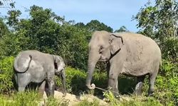 261 Gajah Hidup di Way Kambas, Konservasi Berlanjut di Tengah Ancaman