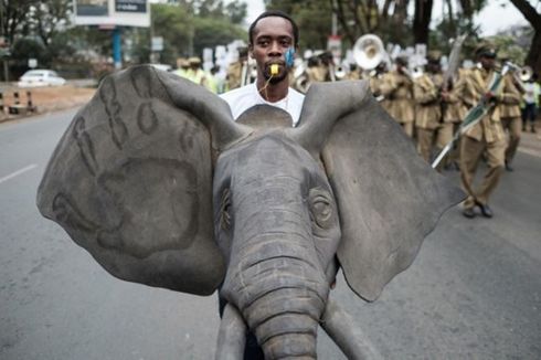 Trump Cabut Larangan Impor Kepala Gajah dari Afrika