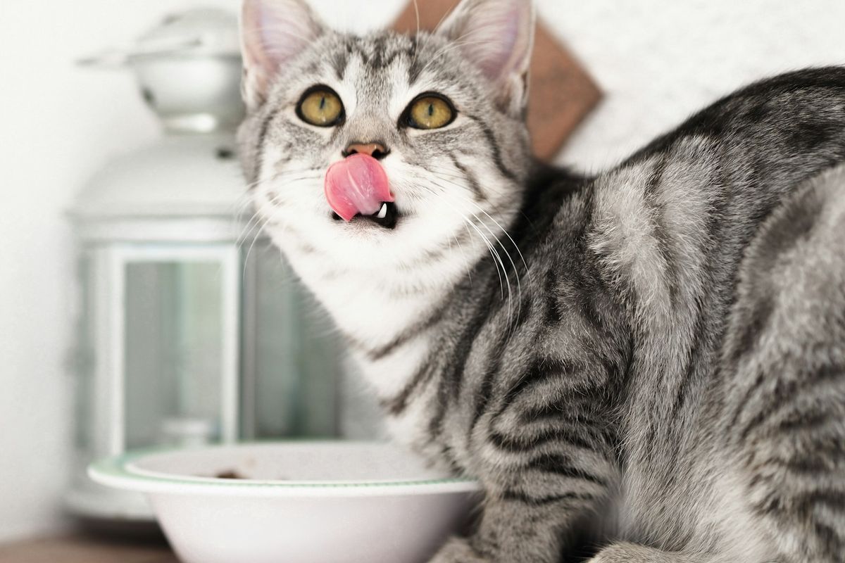 Ilustrasi kucing makan.
