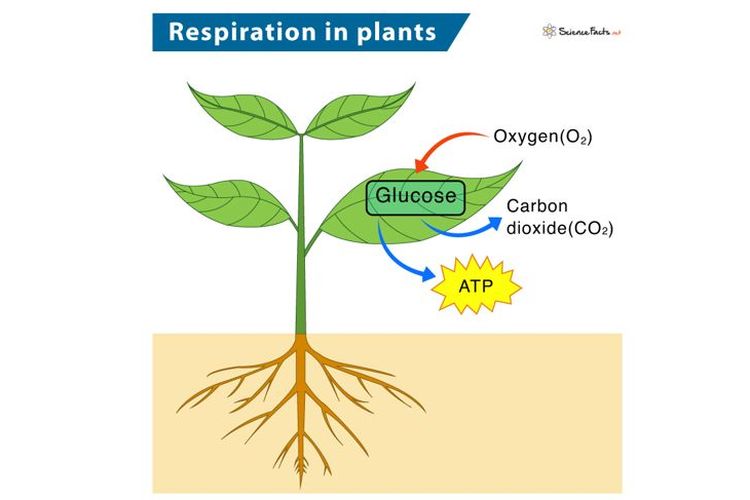 Respirasi pada tumbuhan