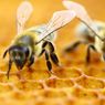 Sering Dikira Sama, Kenali Perbedaan Lebah dan Tawon Berikut Ini