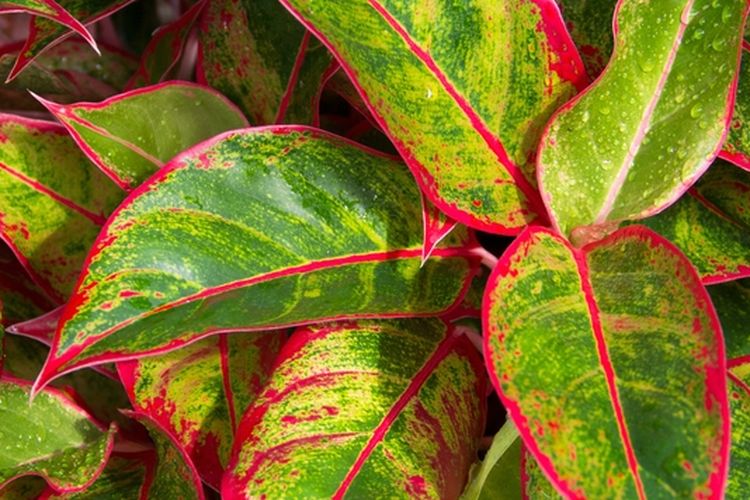 Ilustrasi tanaman hias aglonema siam aurora. 